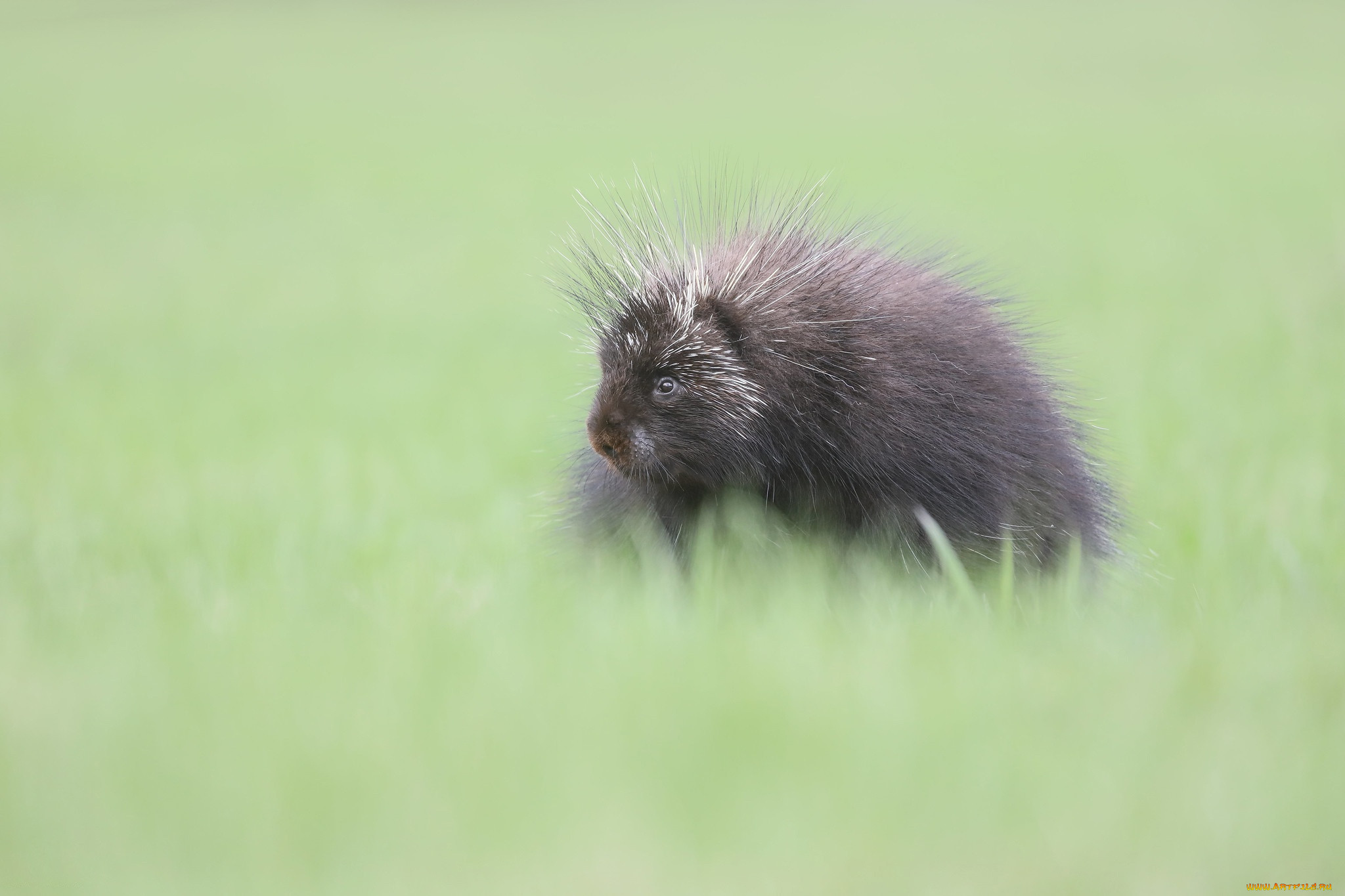 ��������, ���������, �����